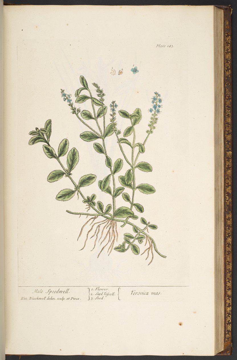 Tallerken 143, fra 