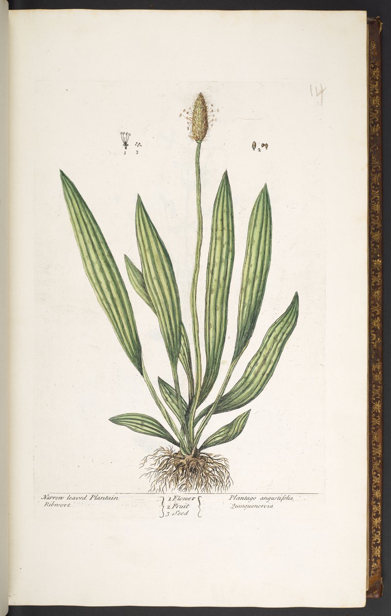 Tallerken 14, smalbladet plantain, fra 