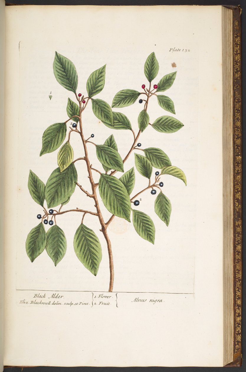 Tallerken 152, fra 