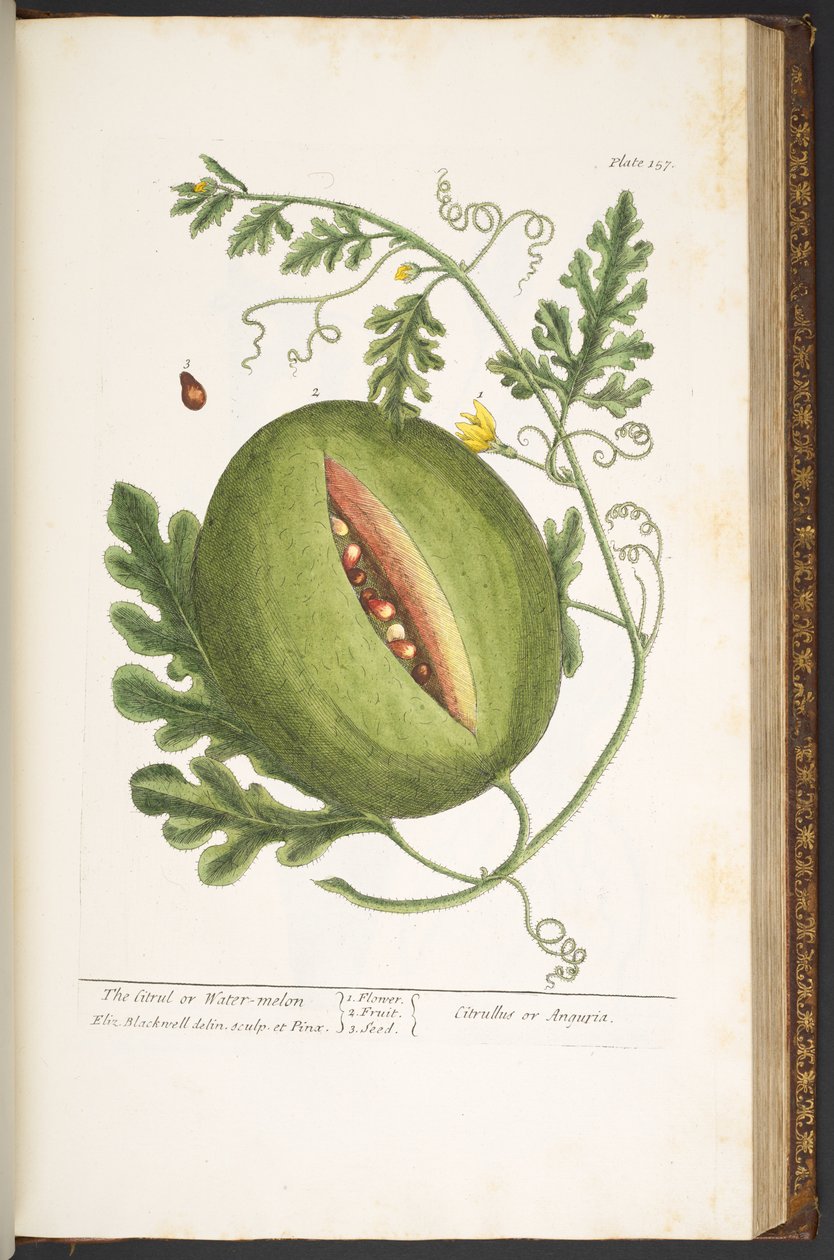 Tallerken 157, fra 