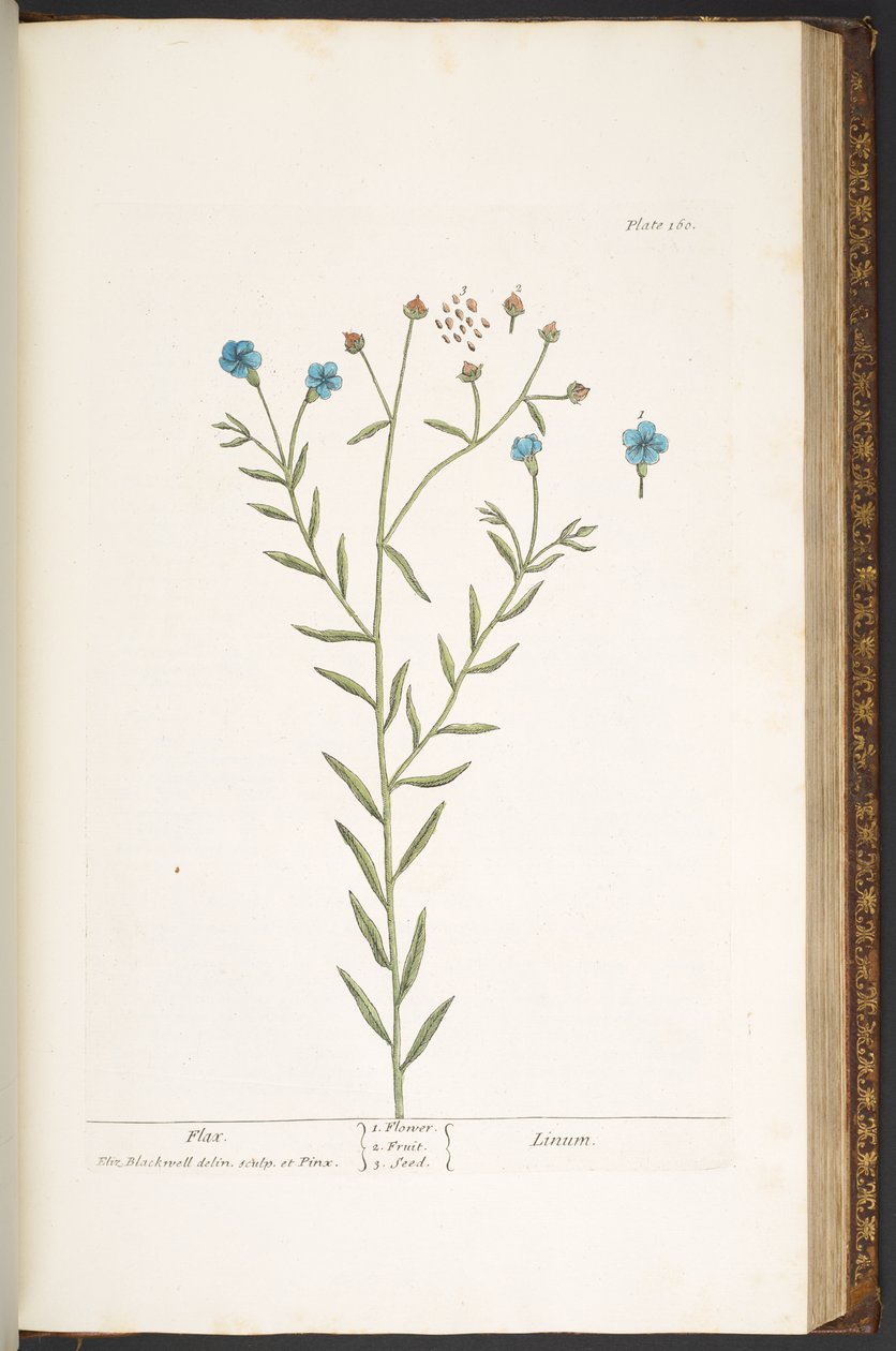 Tallerken 160, fra 