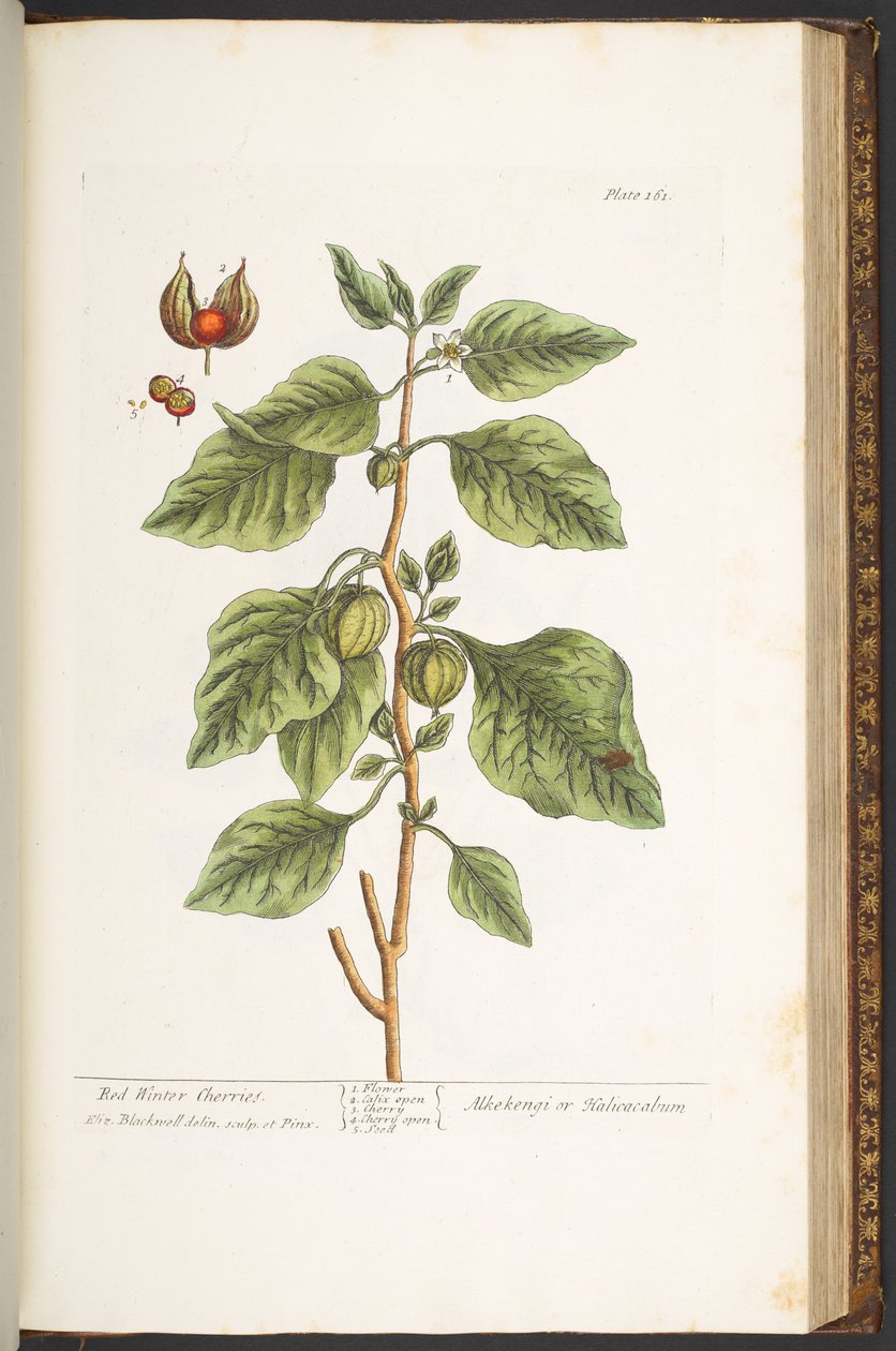 Tallerken 161, fra 