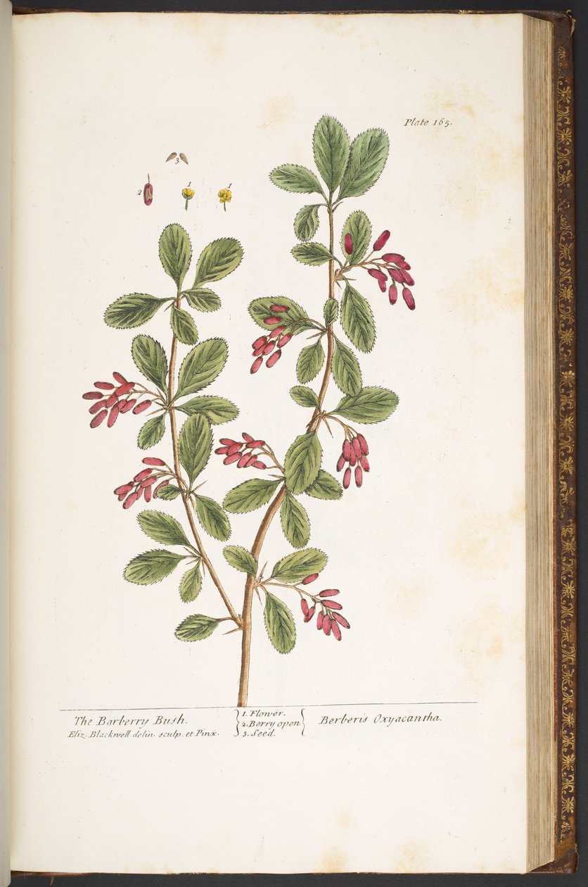 Tallerken 165, The Berberry Bush, fra 