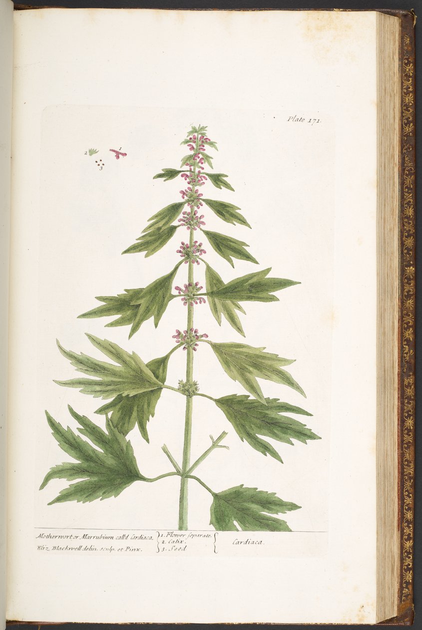 Tallerken 171, fra 
