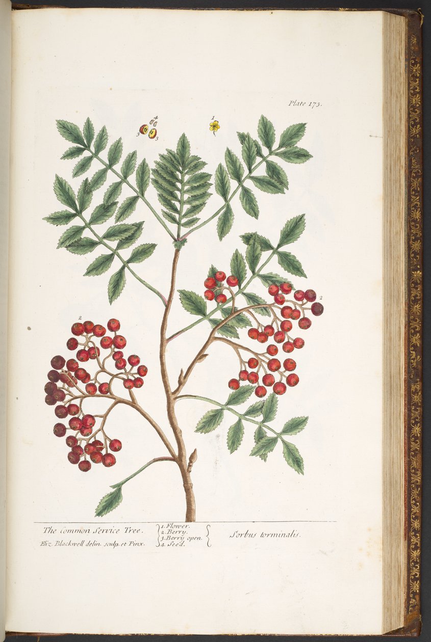 Tallerken 173, fra 