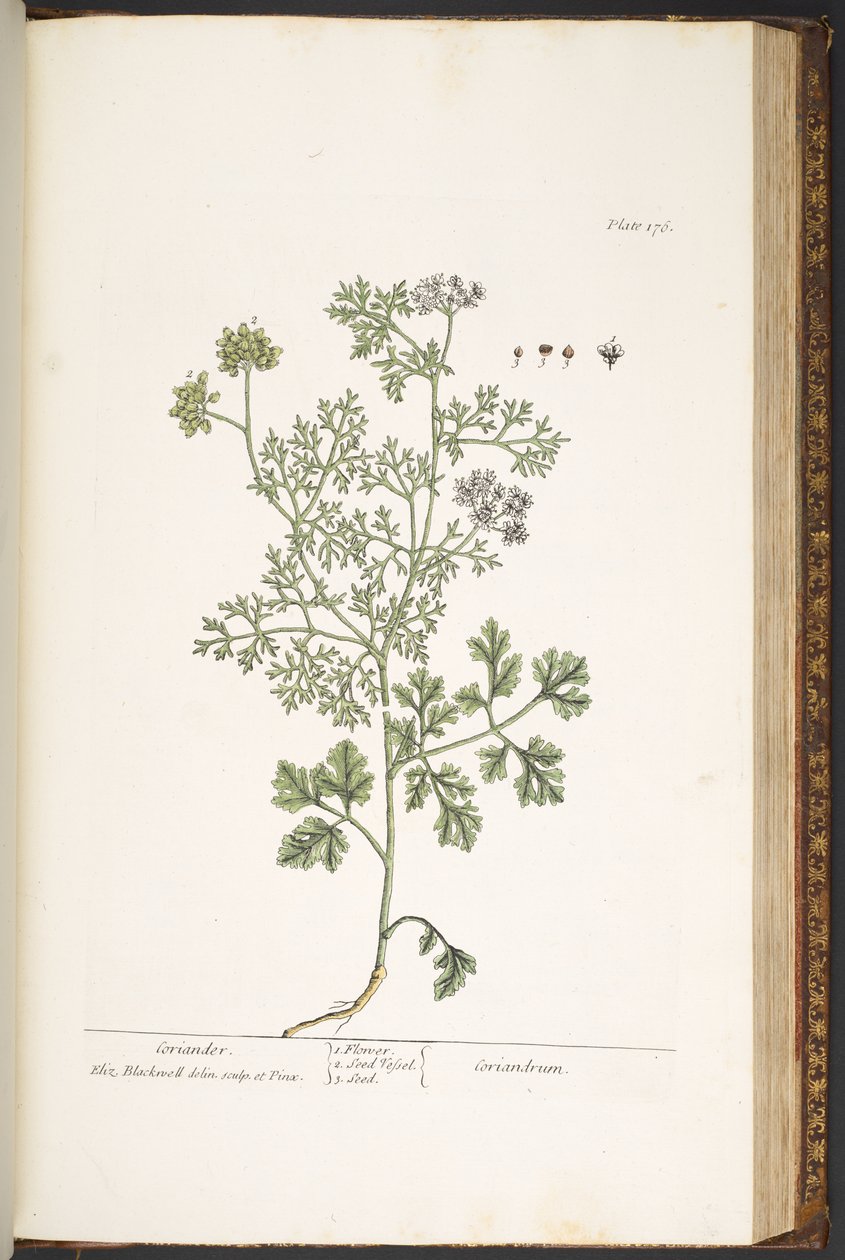 Tallerken 176, fra 