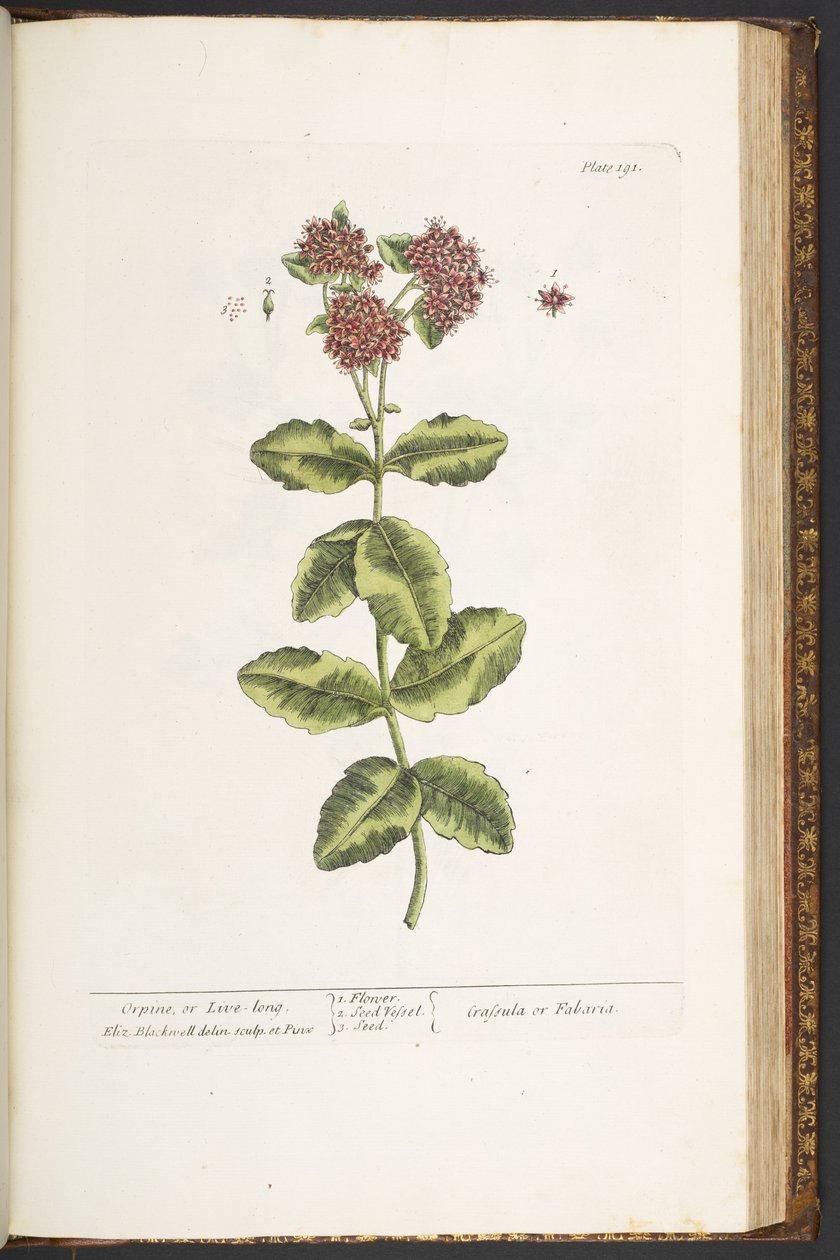 Tallerken 191, Orpine, eller Lev længe, fra 