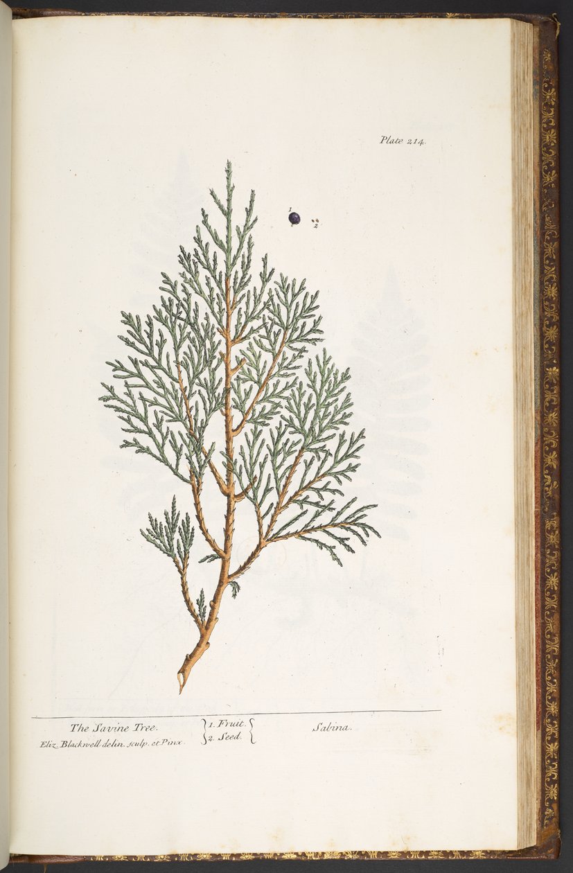 Tallerken 214, fra 