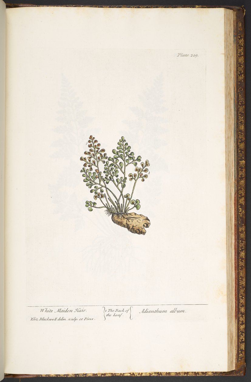 Tallerken 219, fra 