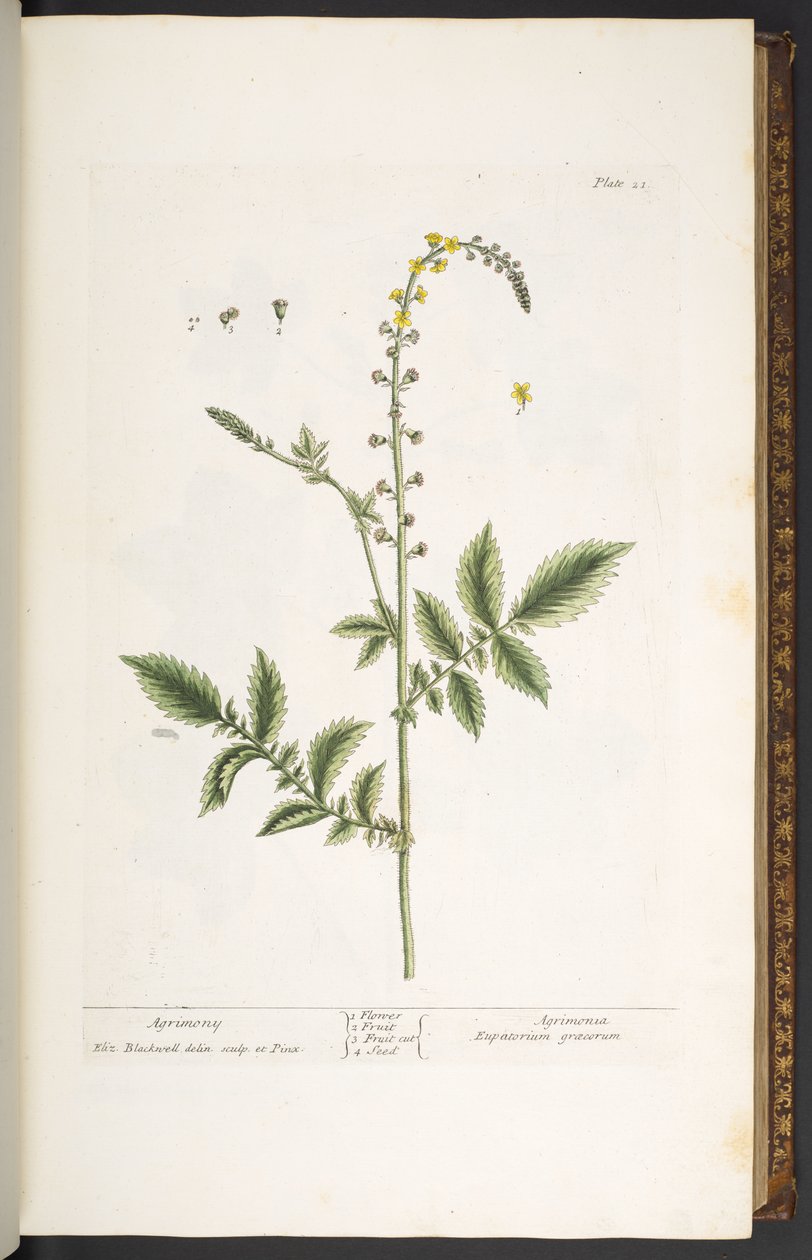 Tallerken 21, Agrimony, fra 