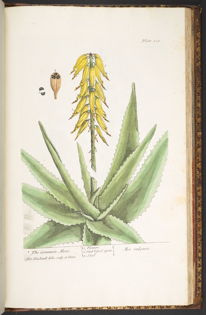 Tallerken 229, fra 