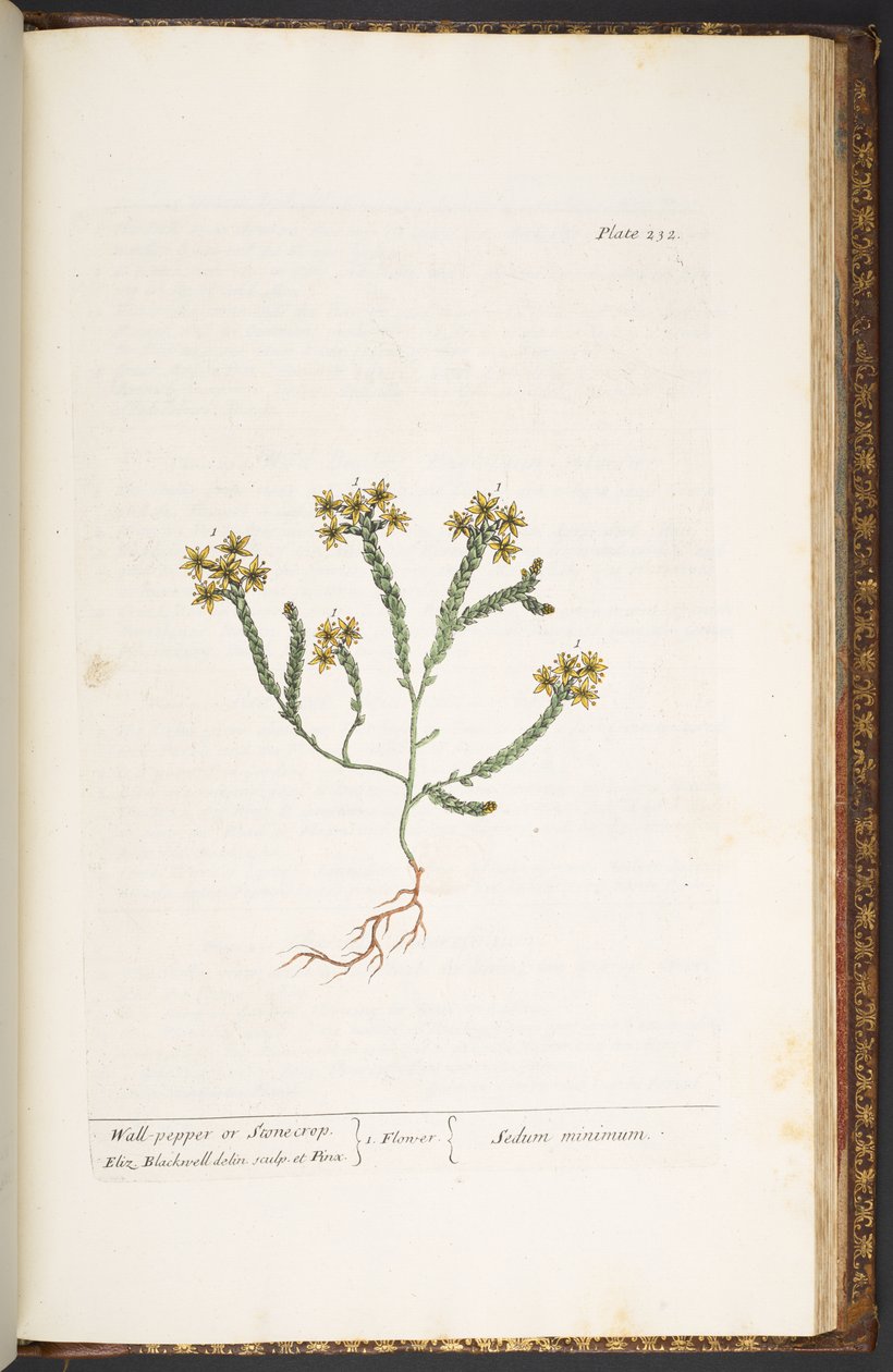 Tallerken 232, fra 