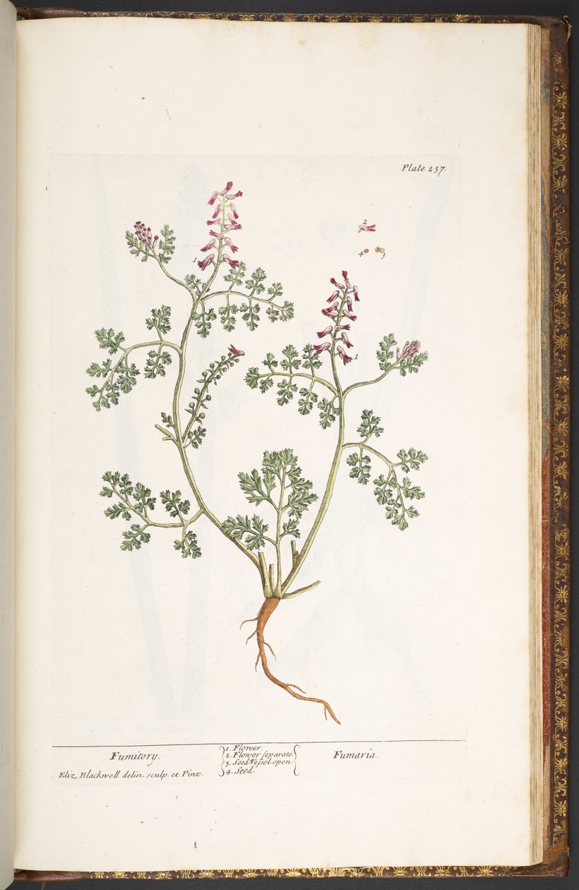 Tallerken 237, Fumitory, fra 