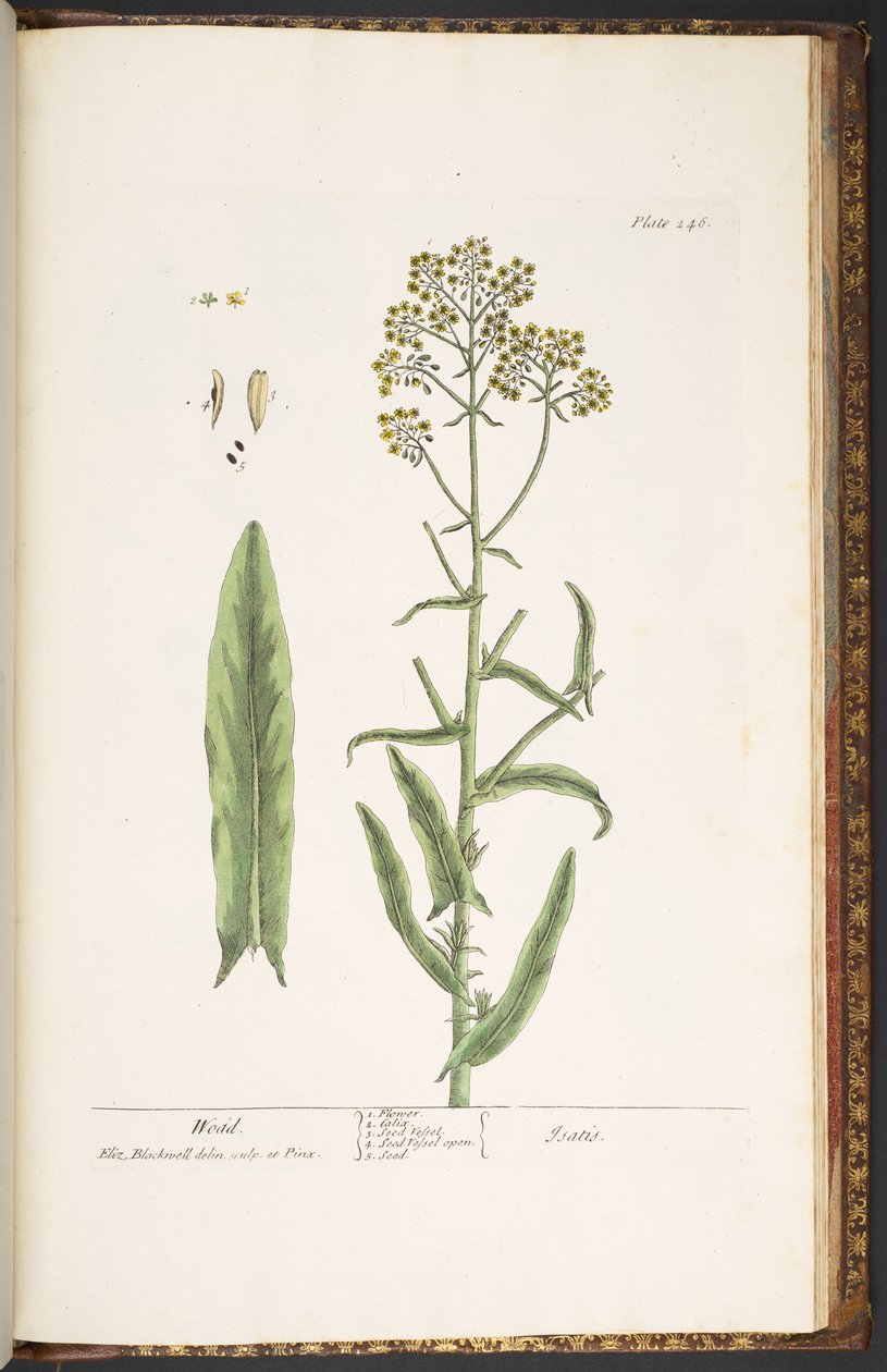 Tallerken 246, Wodd, fra 