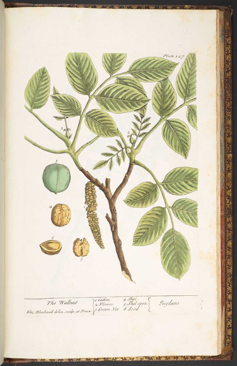 Tallerken 247, The Wallnut, fra 