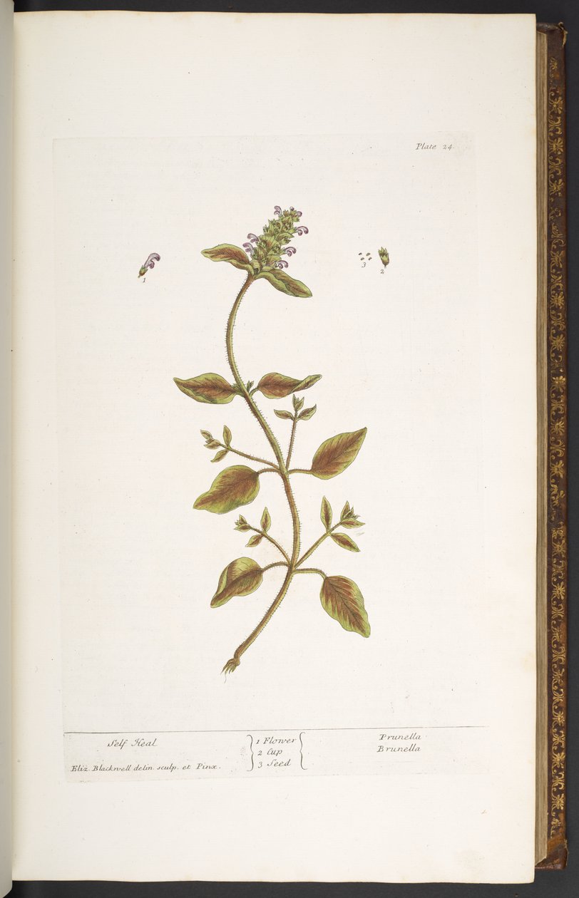 Tallerken 24, Self Heal, fra 