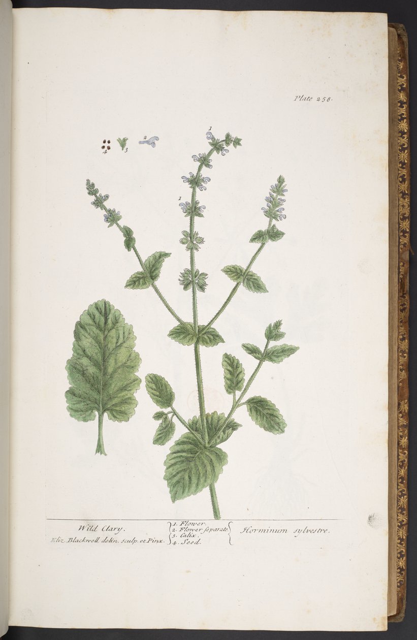 Tallerken 258, fra 
