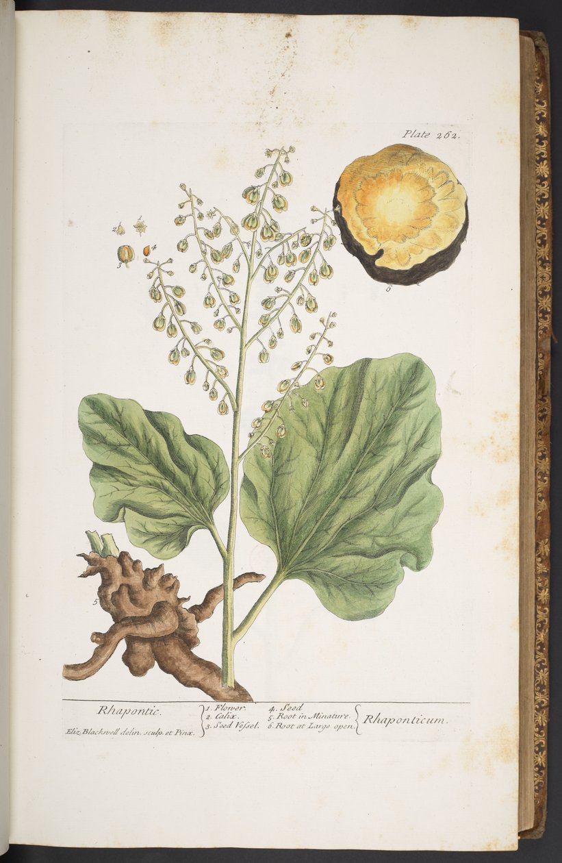 Tallerken 262, fra 