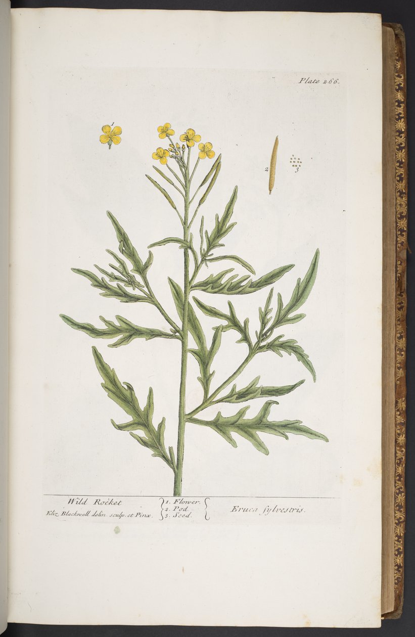 Tallerken 266, fra 