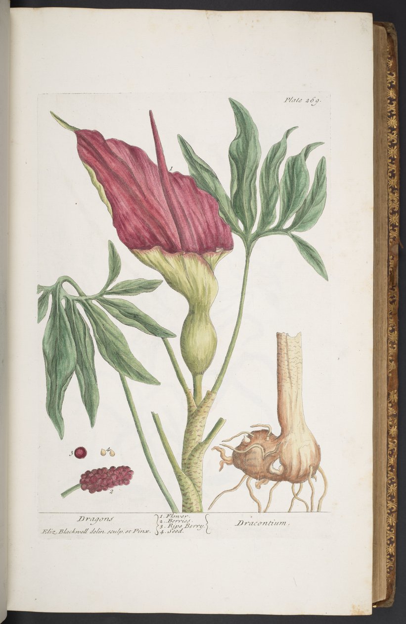 Tallerken 269, Dragons eller Dracontium, fra 
