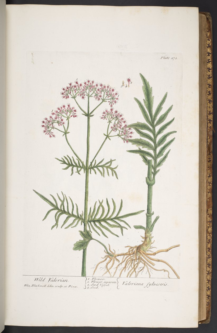 Tallerken 271, fra 