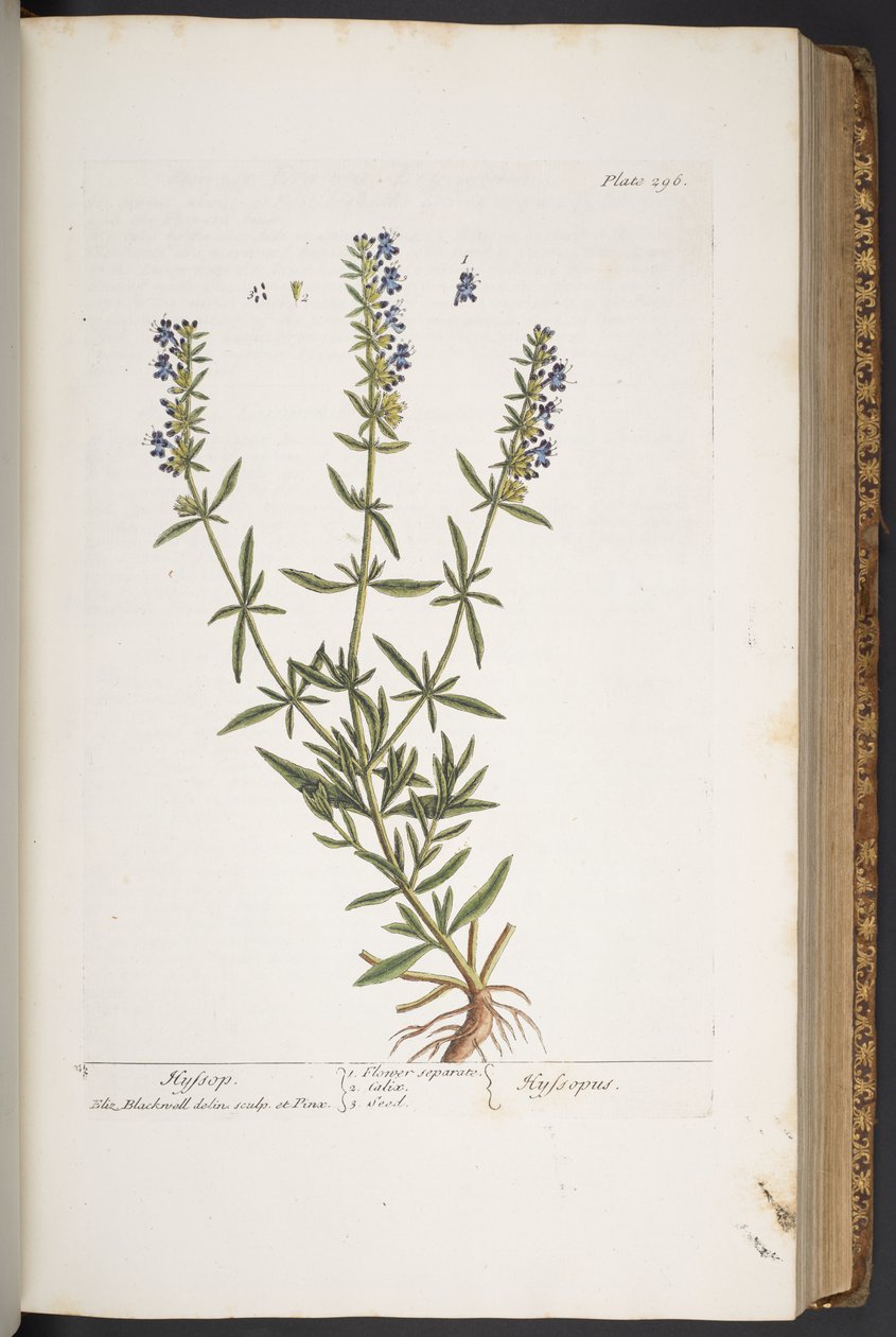 Tallerken 296, fra 