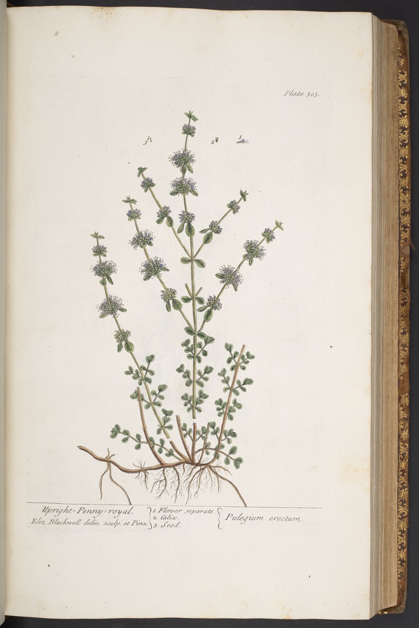 Tallerken 303, fra 