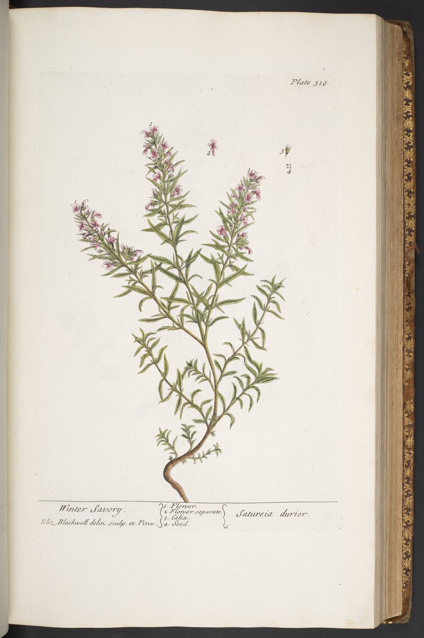 Tallerken 318, fra 