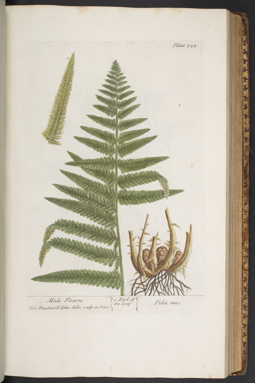 Tallerken 323, fra 