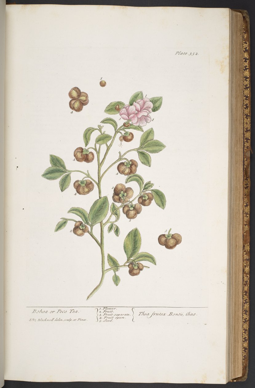 Tallerken 352, fra 