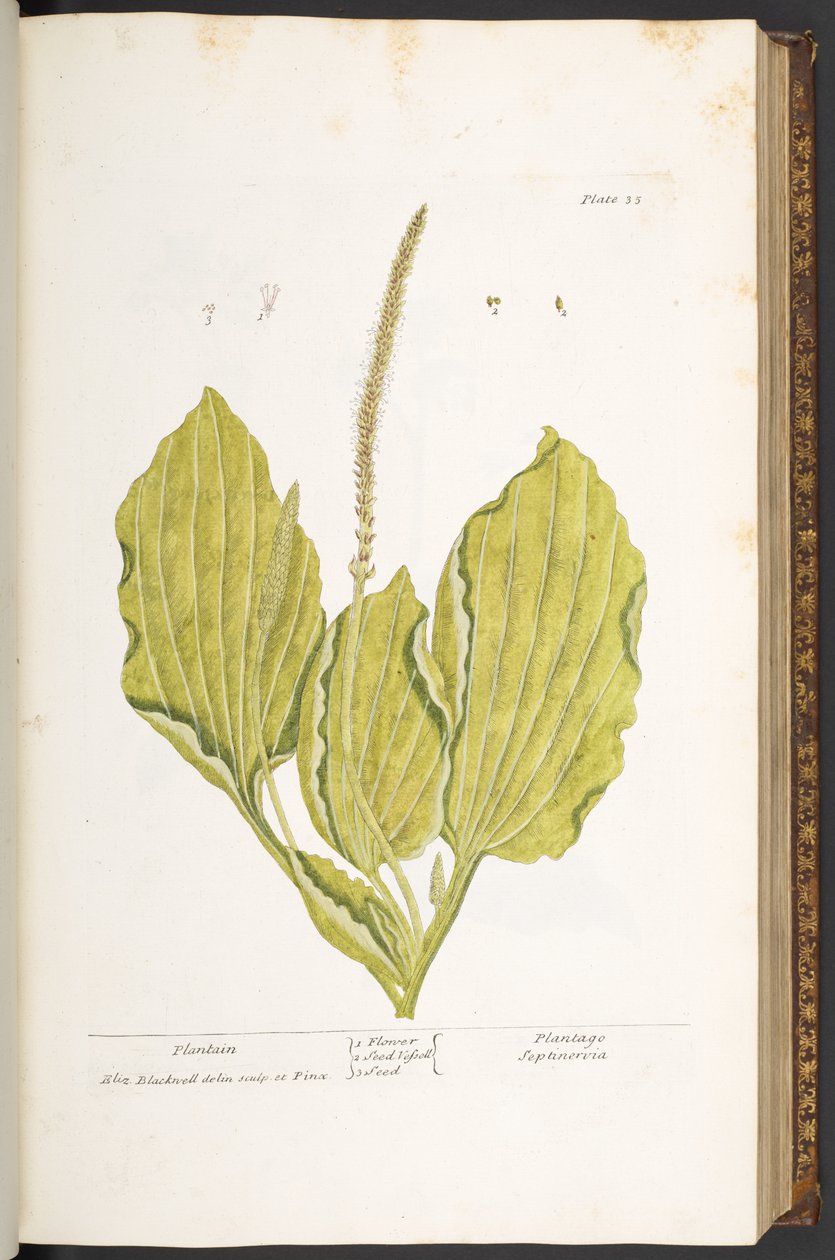 Tallerken 35, Plantain, fra 