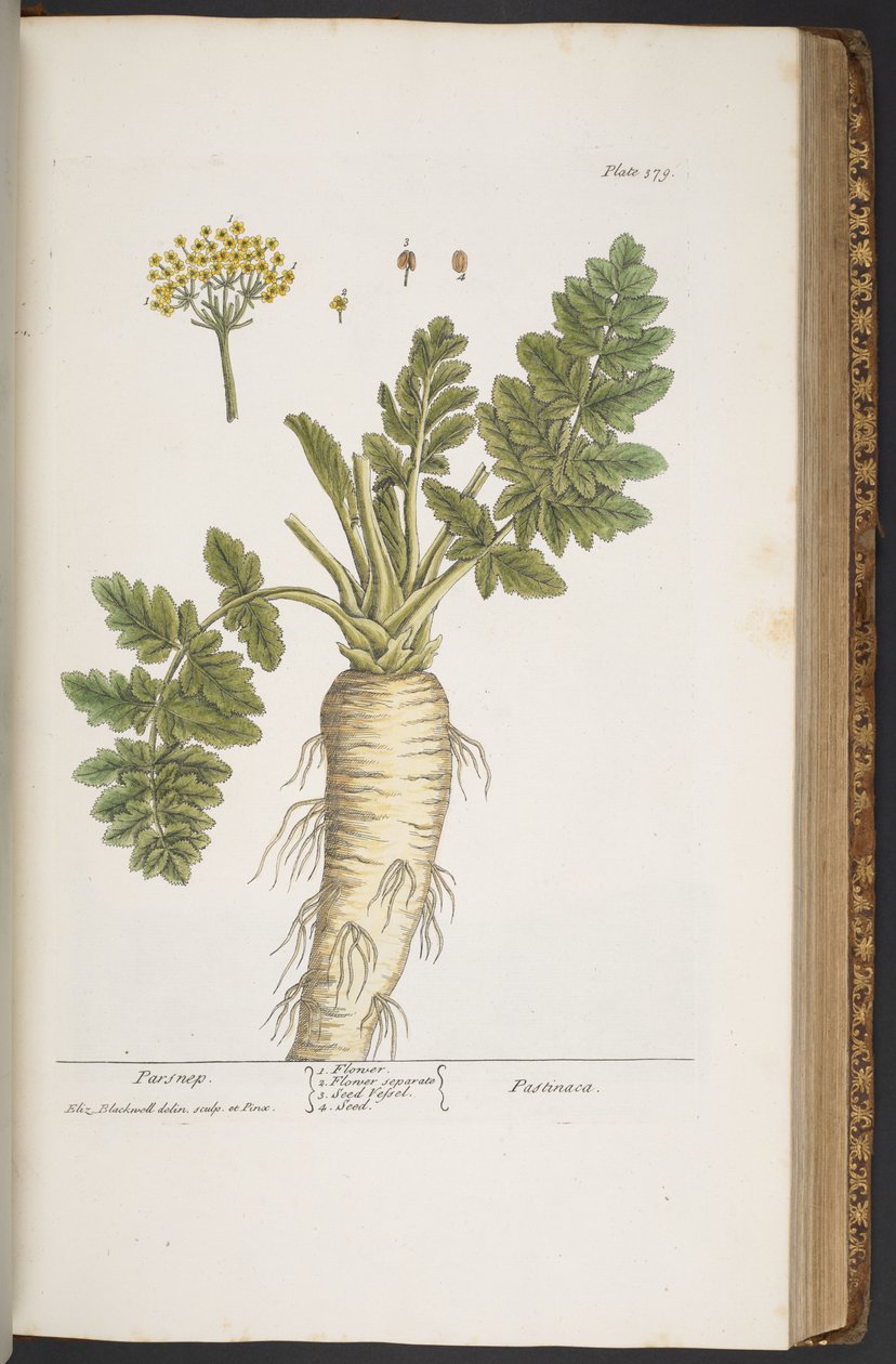 Tallerken 379, fra 