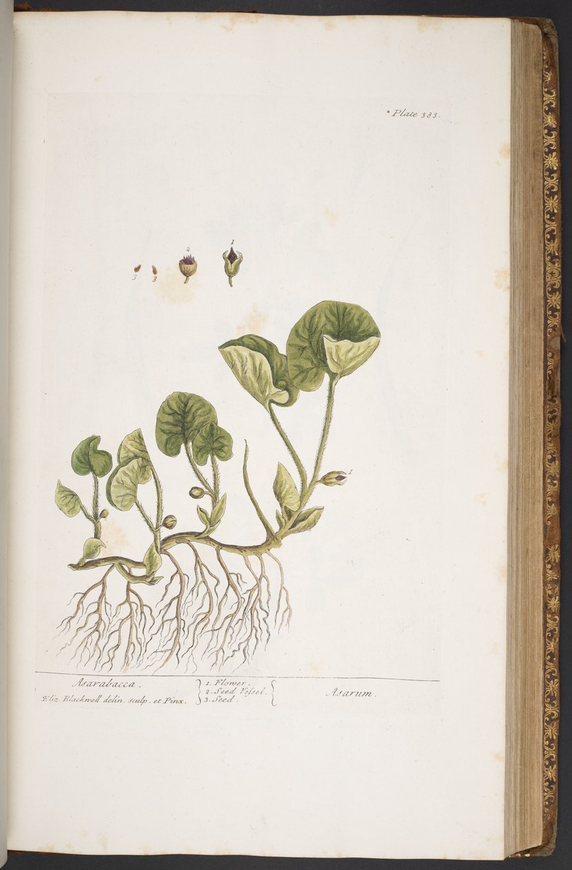 Tallerken 383, fra 