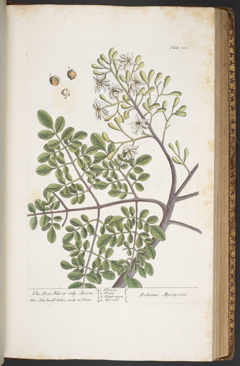 Tallerken 386, fra 