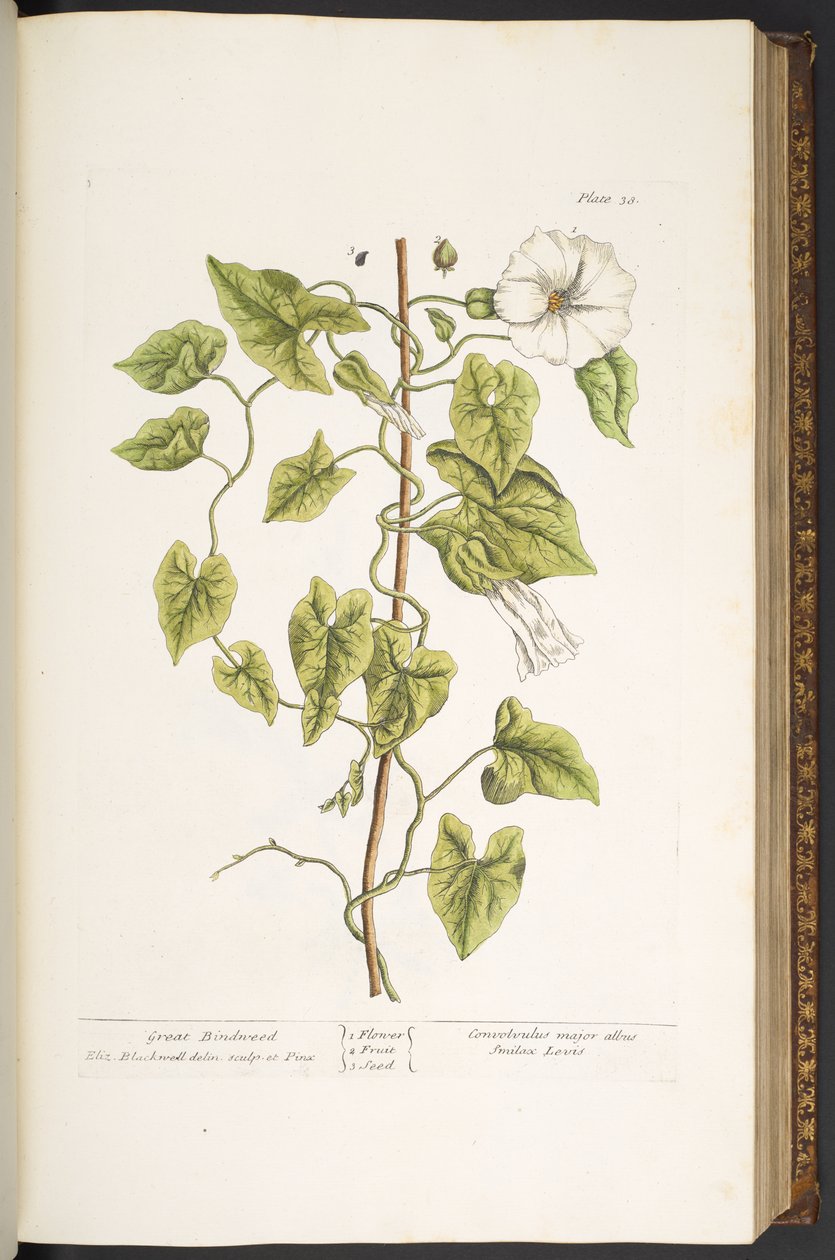 Tallerken 38, Great Bindweed, fra 