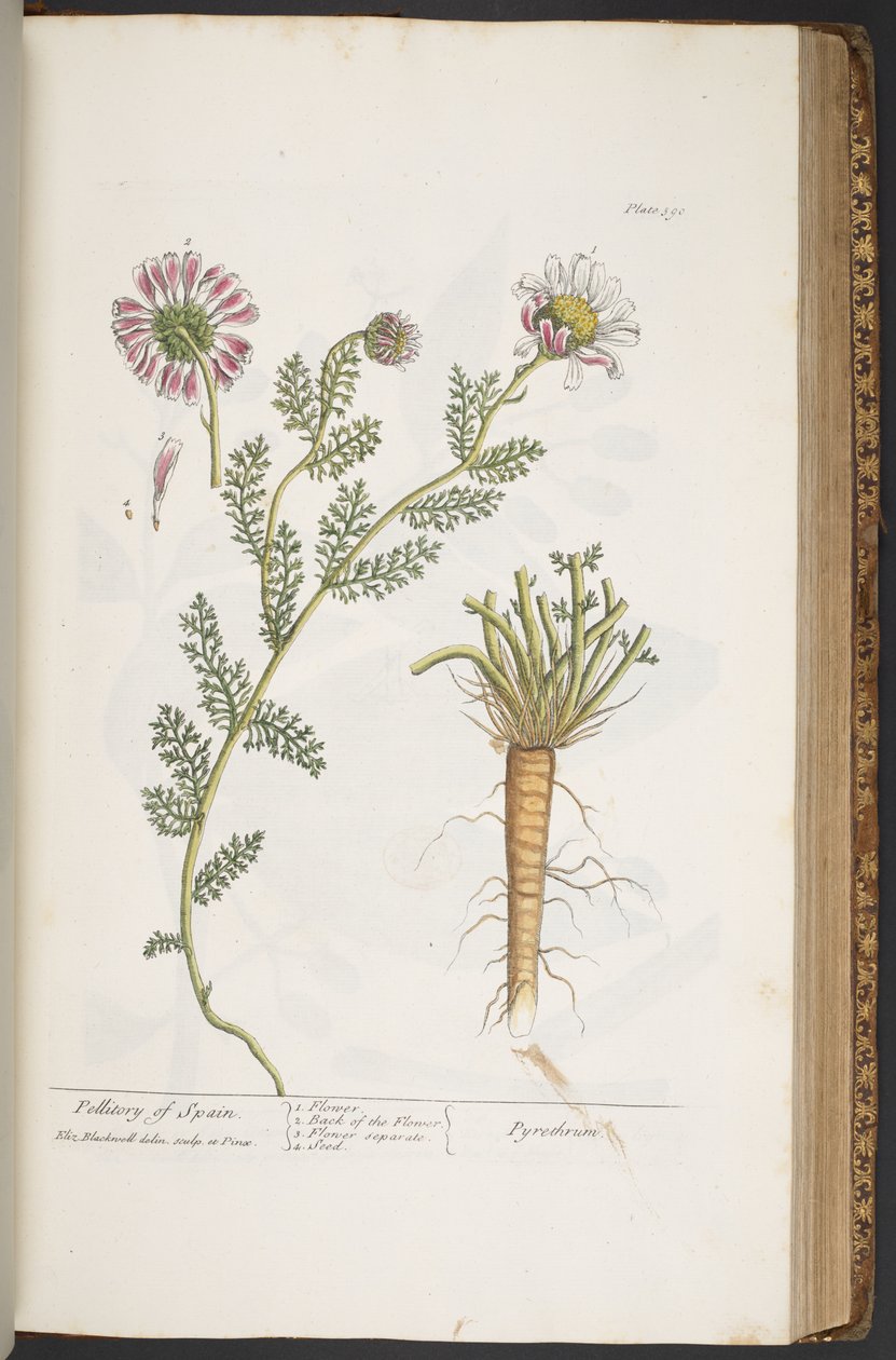 Tallerken 390, Pellitory of Spain, fra 
