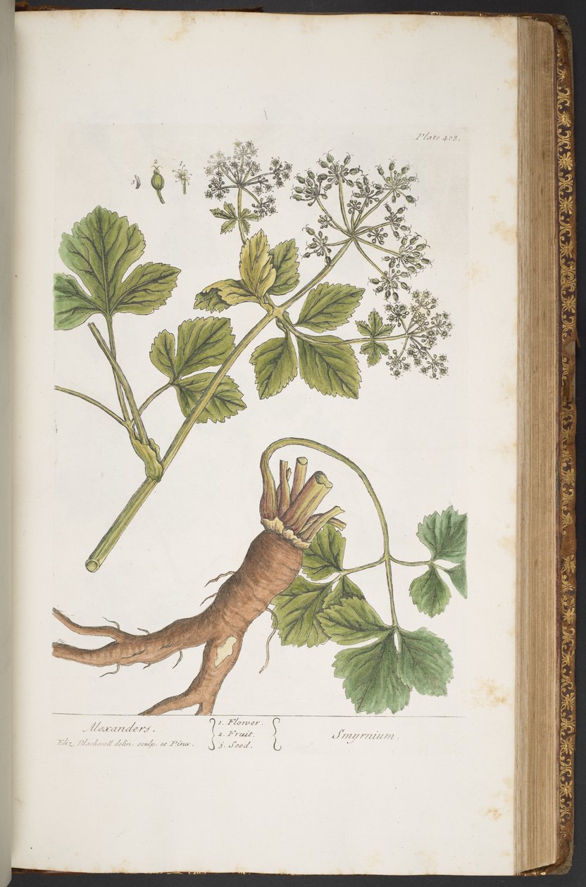 Tallerken 408, Alexanders, fra 