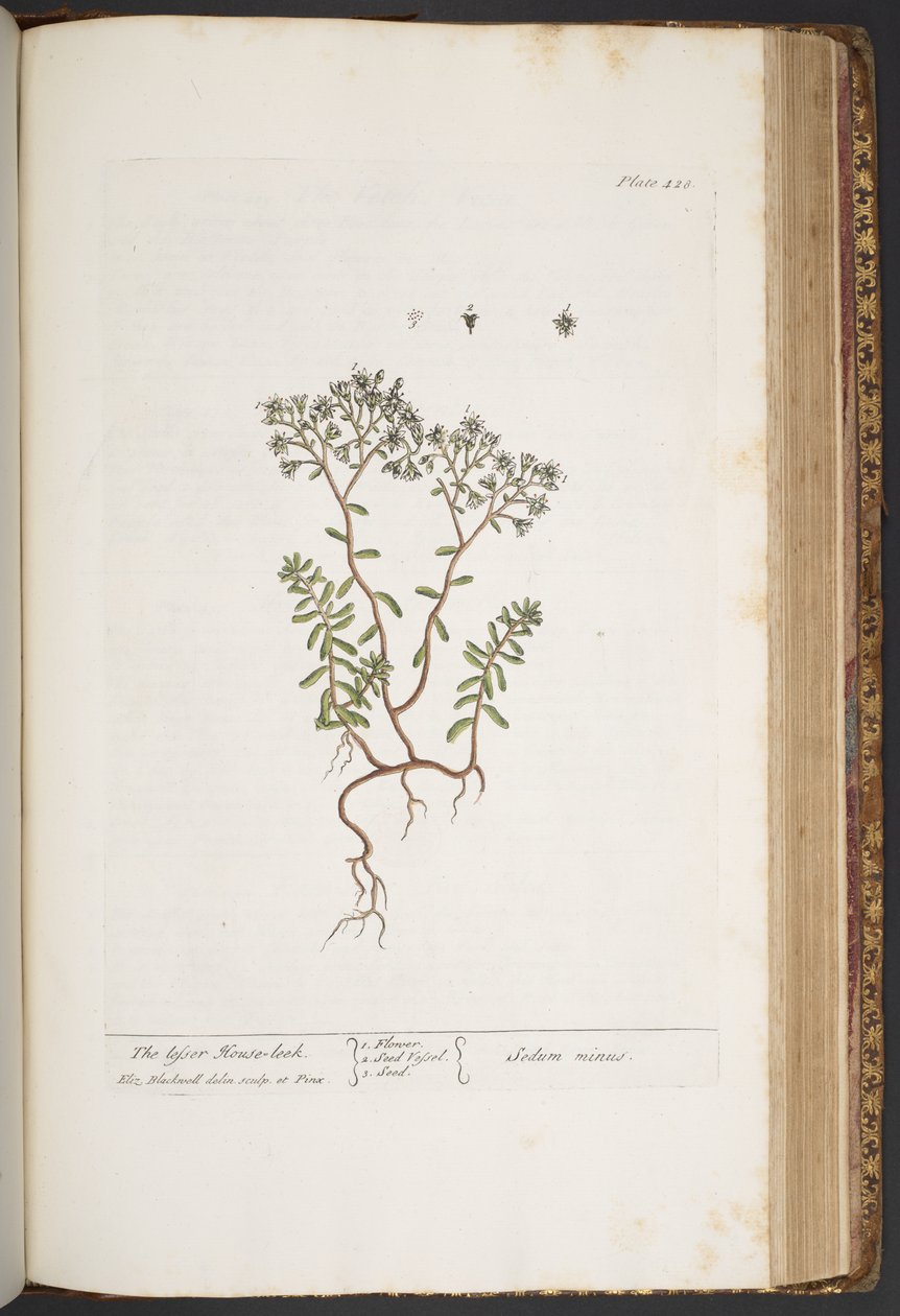 Tallerken 428, fra 