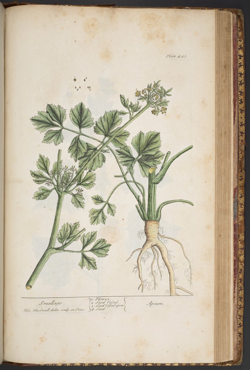 Tallerken 443, Smallage, fra 