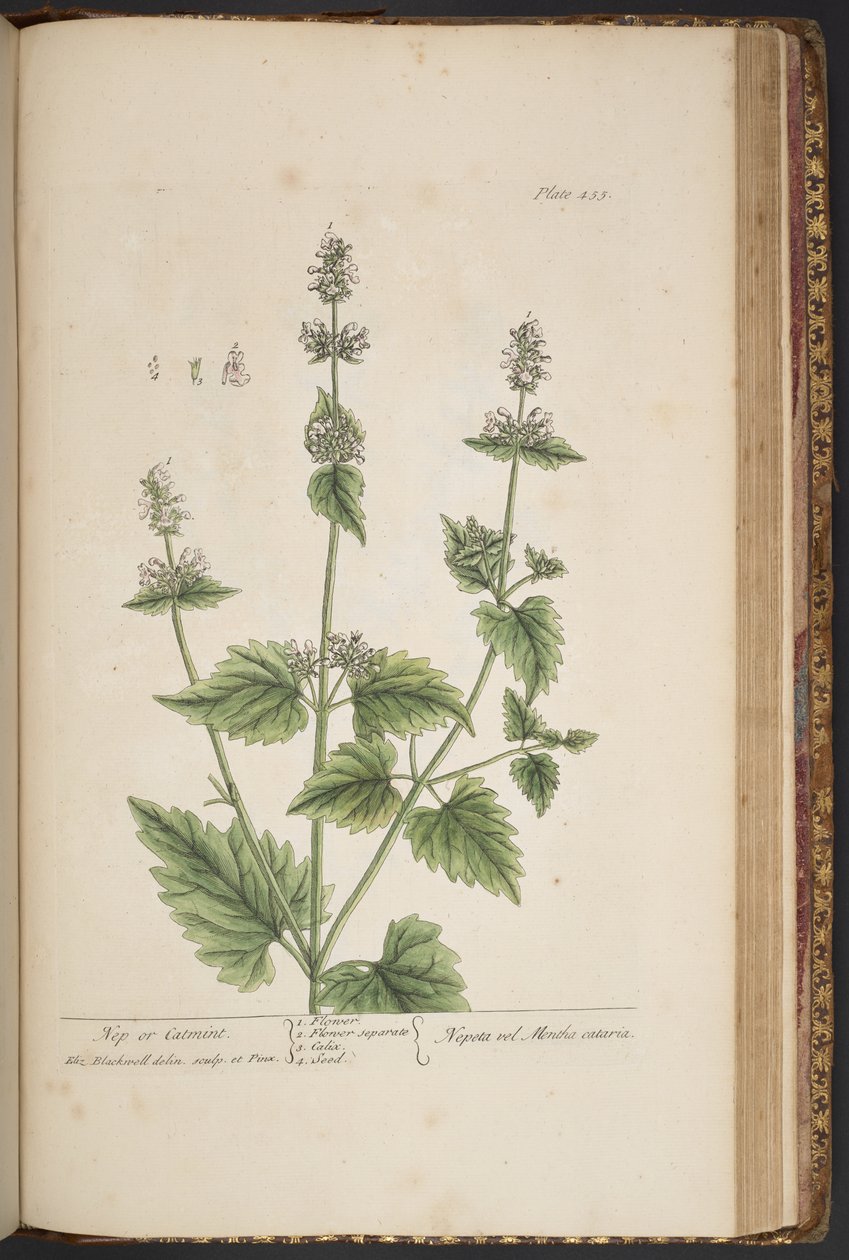 Tallerken 455, fra 