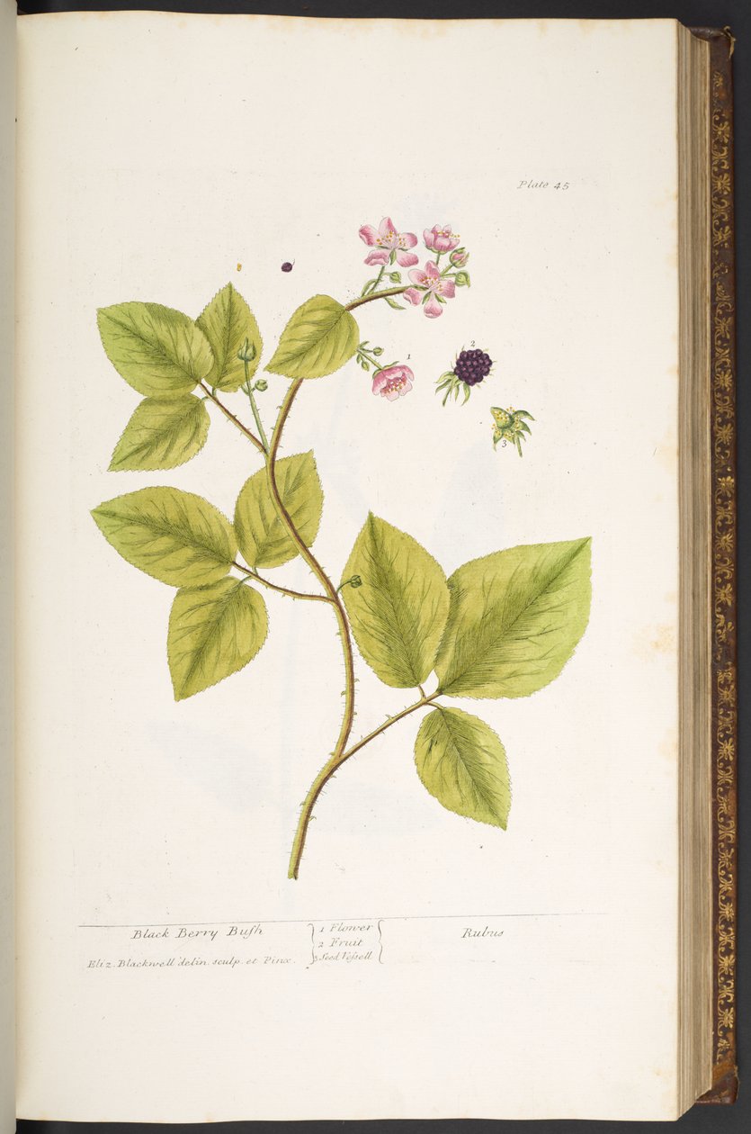 Tallerken 45, Black Berry Bush, fra 