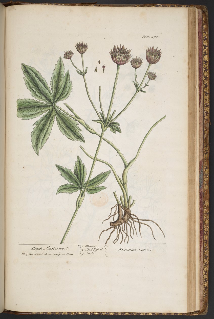 Tallerken 470, fra 