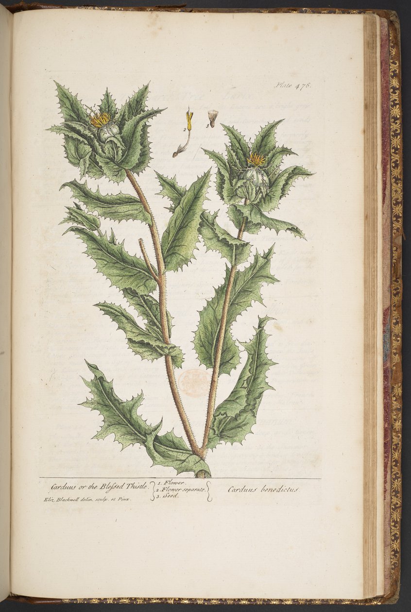 Tallerken 476, Carduus, eller den velsignede tidsel, fra 