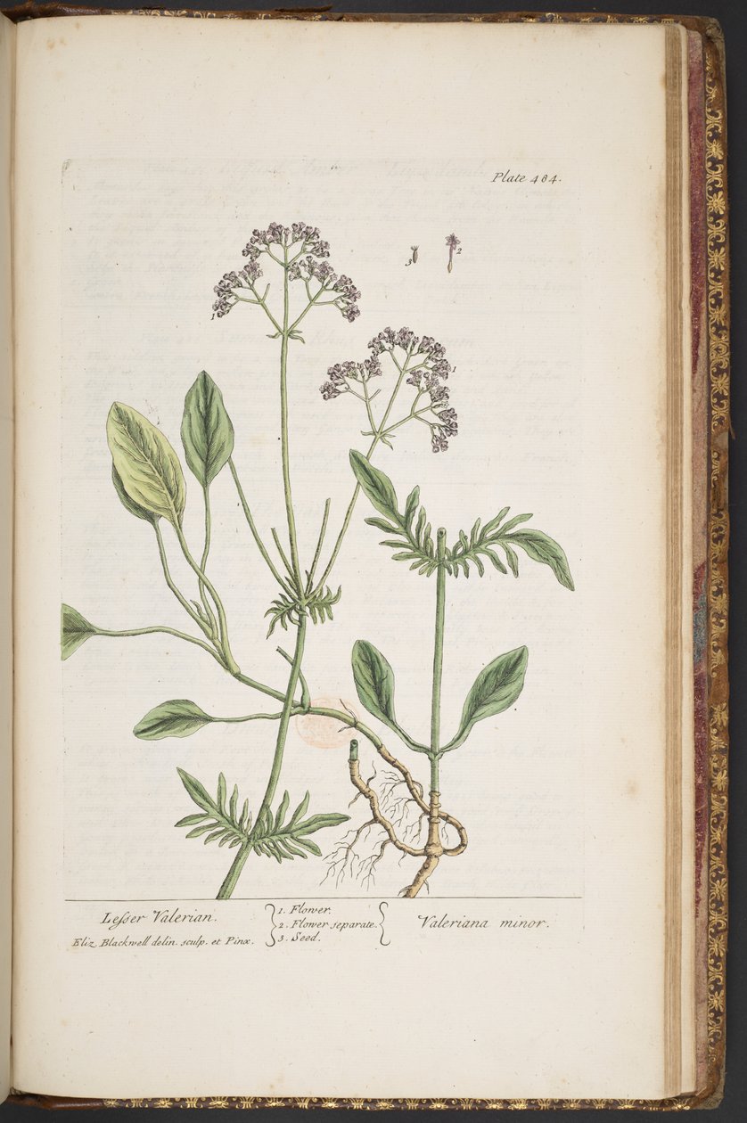 Tallerken 484, fra 