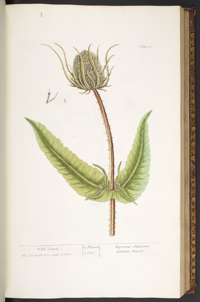 Tallerken 50, Wild Teasel, fra 