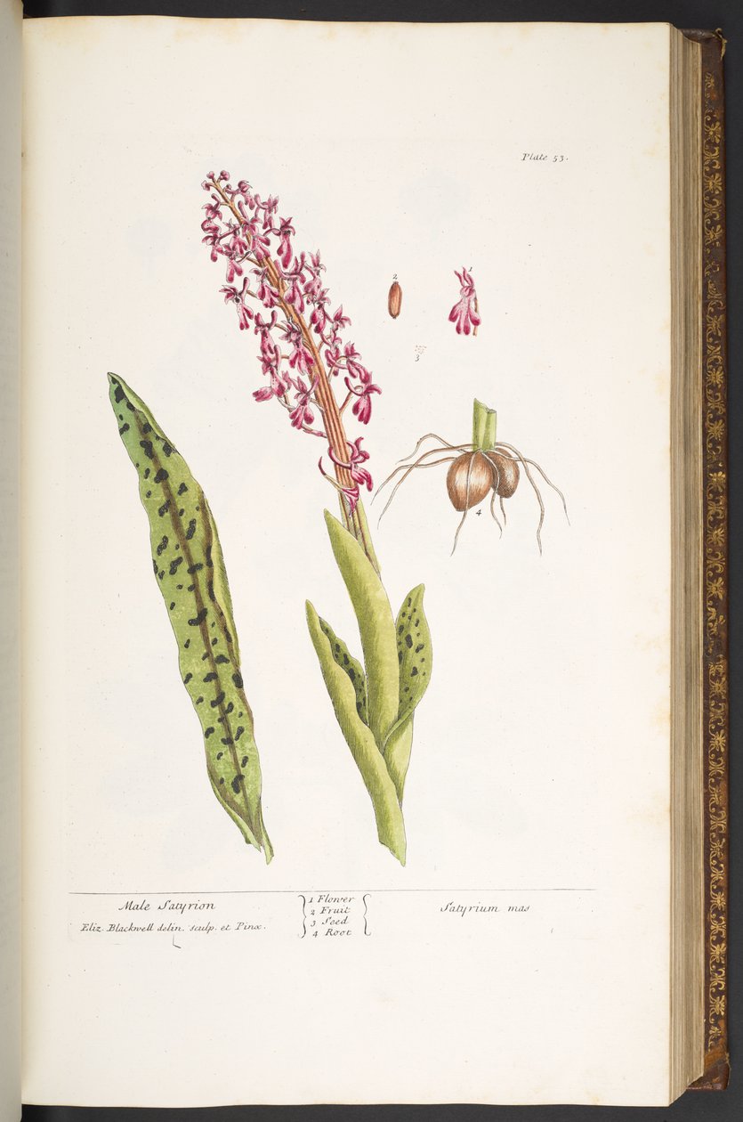 Tallerken 53, Male Satyrion, fra 