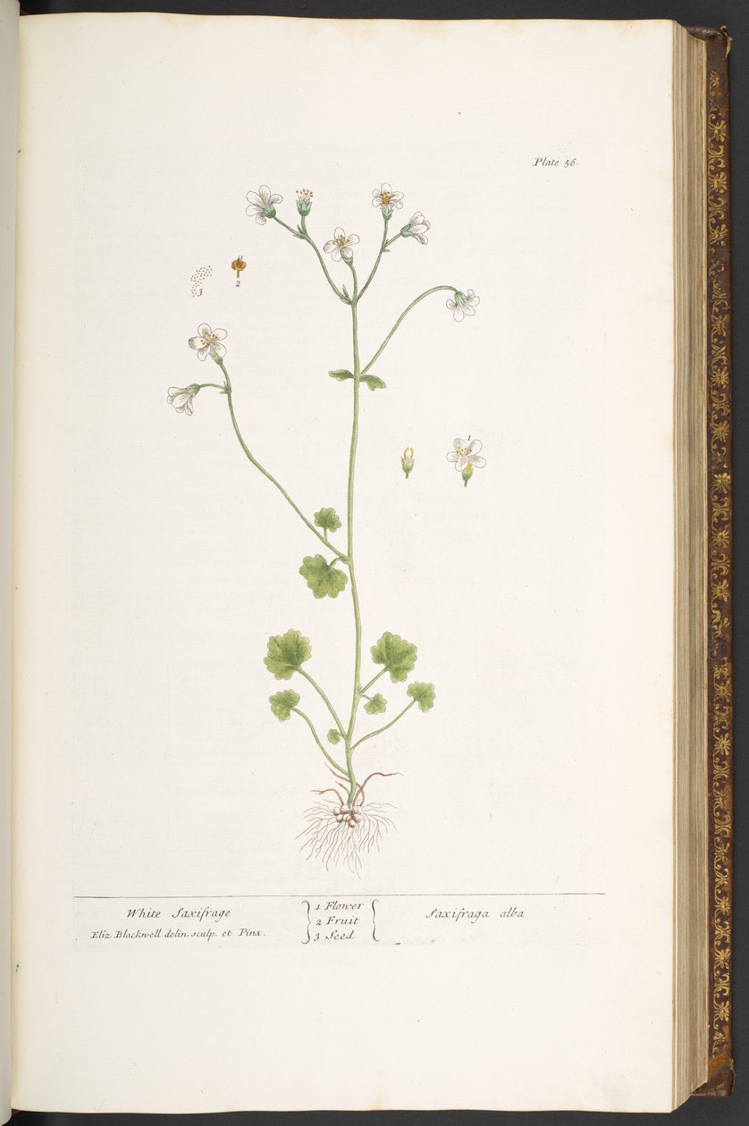 Tallerken 56, White Saxifrage, fra 