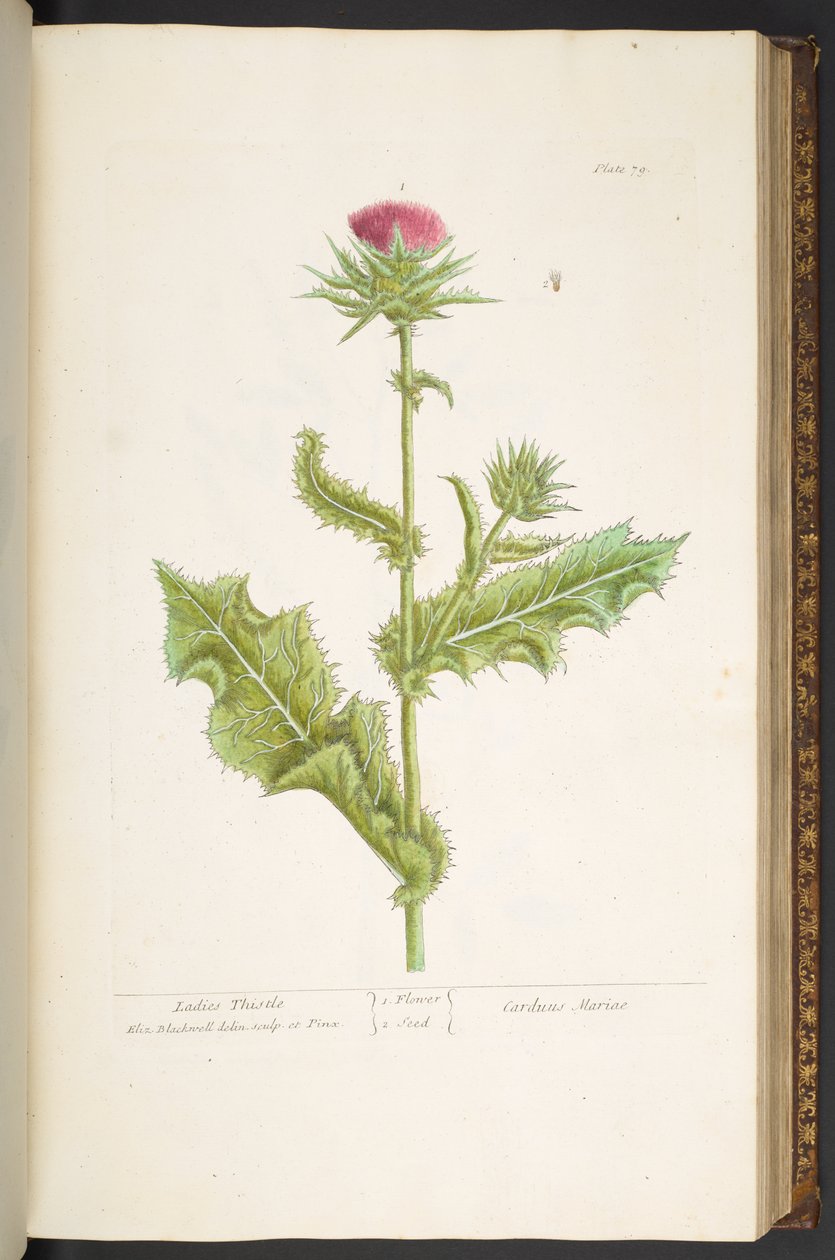 Tallerken 79, Ladies Thistle, fra 