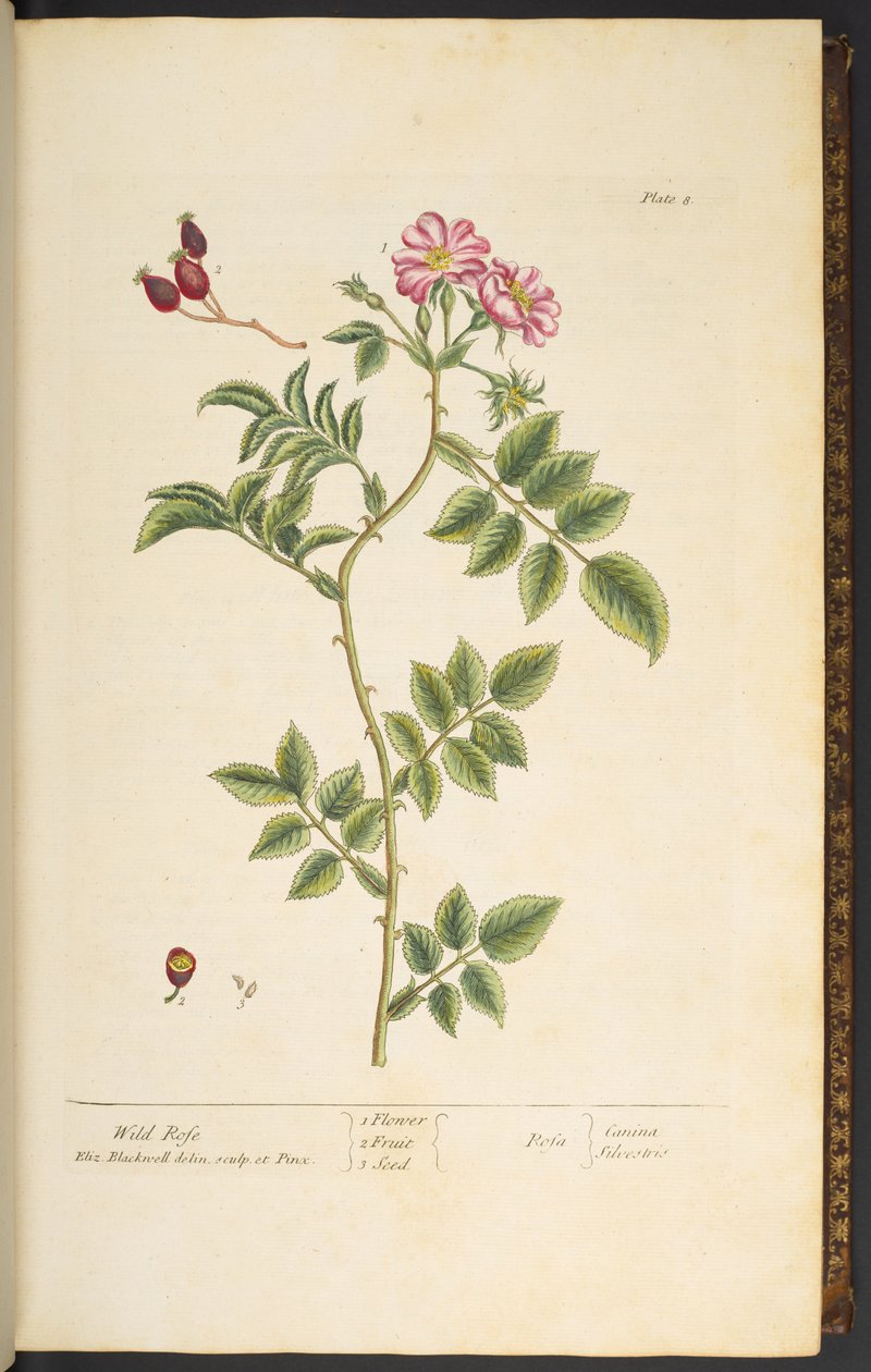Tallerken 8, Wild Rose, fra 