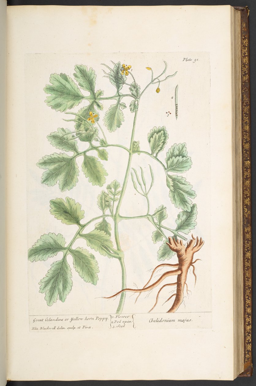 Tallerken 91, Great Celandine eller Yellow Horn Poppy, fra 